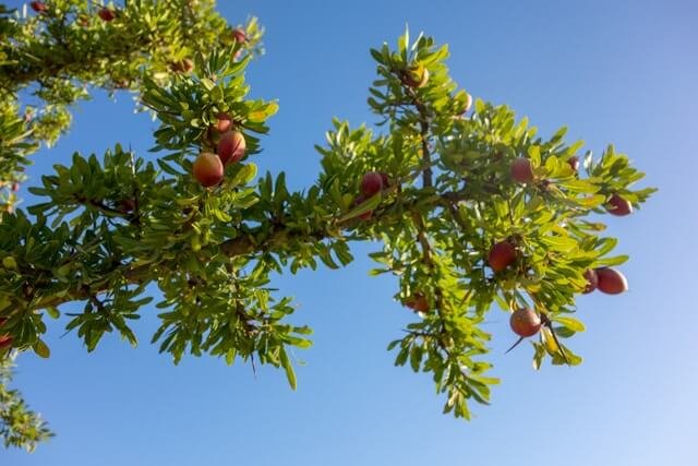 A picture of an Argan tree in Morocco